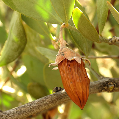 jojoba nut ripening on the plant