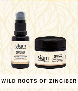 Wild Roots of Zingiber